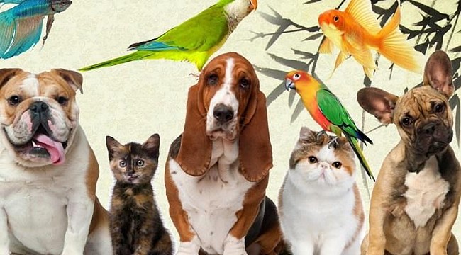 PETSHOP Ürünleri