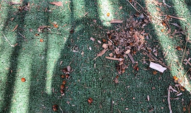 Enez'de uğur böceği istilası