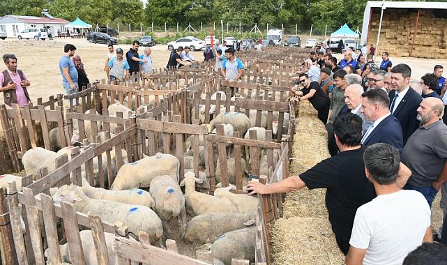 Üreticilere koyun desteği