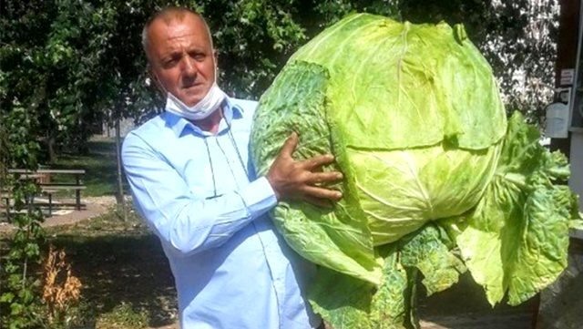 40 kilogramlık 'dev lahana' görenleri şaşırttı