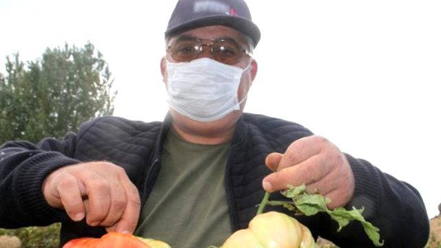 Beyşehirli çiftçi, hobi bahçesinde 1 kilograma ulaşan domates yetiştirdi