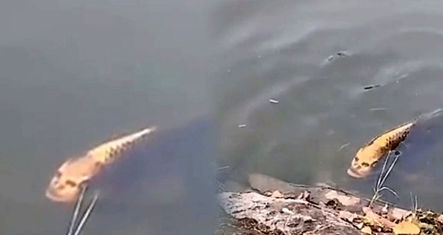 Çin'de insan yüzünü andıran balık görüntülendi! 294 bin TL değer biçildi