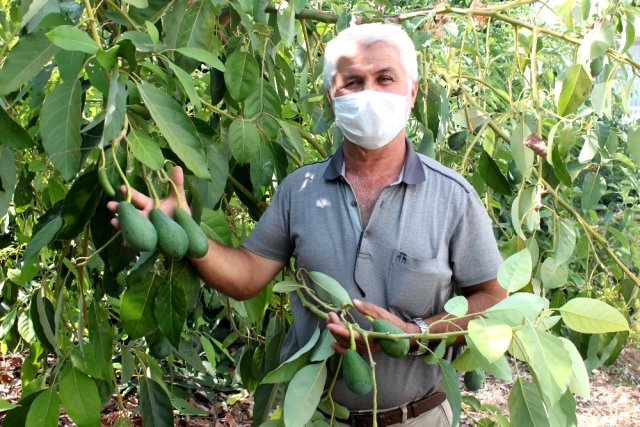 Dalında 15 liraya satılan avokado toplandığı gün ihracat yolculuğuna çıkıyor