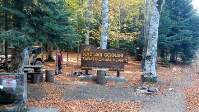 Edremit Kazdağları'ndaki köknarı ağacı İstanbul'un Fethi'nde büyük rol oynadı