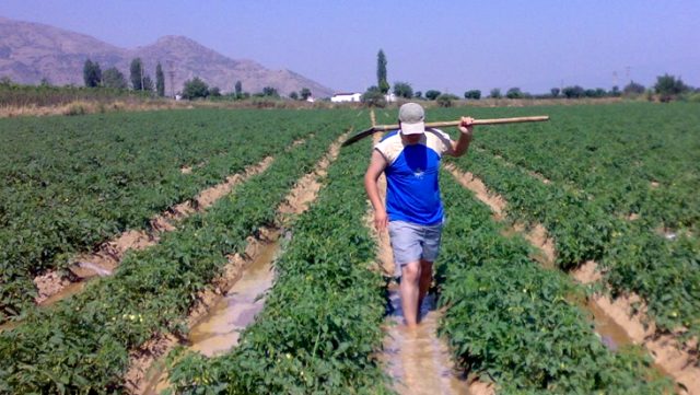 Geçen ay hasadı başlayan domatesin kilosu tarlada 3 liradan 60 kuruşa düştü