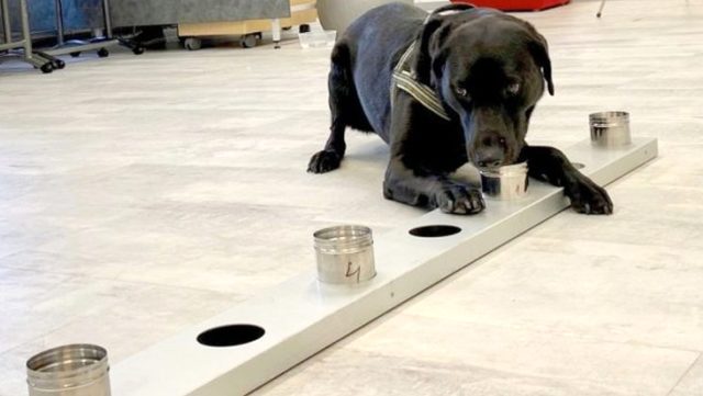 Helsinki Havalimanı'nda koronavirüsü tespit eden köpekler göreve başladı