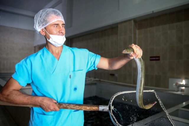 Hobi amaçlı tuttuğu yılan balıklarını ihraç etmeye başladı