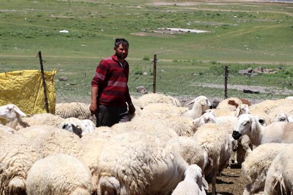 Kayserili besiciler 4 bin lira maaşla çalışacak çoban bulamıyor