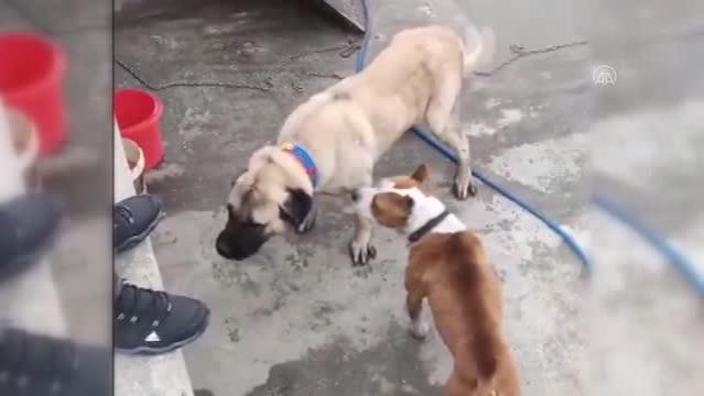 Köpek dövüştüren 3 kişiye 50 bin 72 lira ceza uygulandı