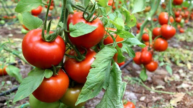 Koronavirüs domatesin kilosunu 1 liraya kadar düşürdü