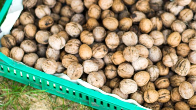 Kuruması için evinin damına bıraktığı 500 kilo cevizi çalındı