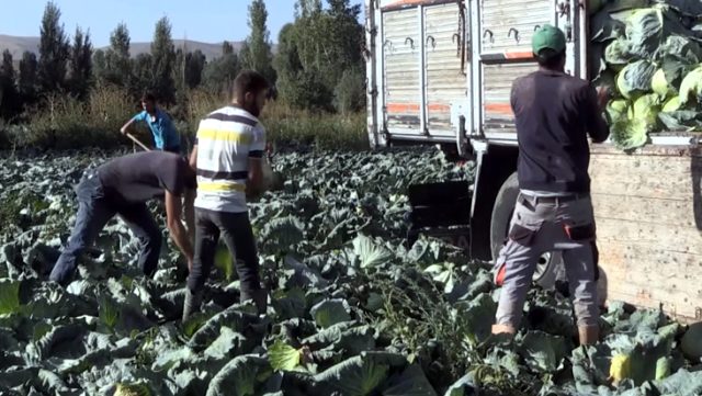 Lahanadaki verim ve kalite çiftçinin yüzünü güldürüyor
