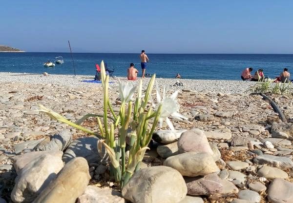 Muğla'da kum zambaklarını koparmanın cezası 73 bin 747 TL