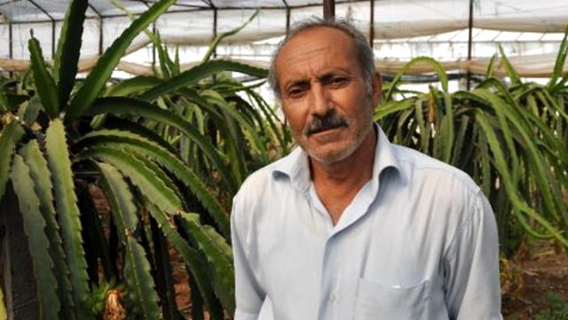 Yarım dönümde örtü altı ejder meyvesi üretiminden 50 bin lira kazanç bekliyor