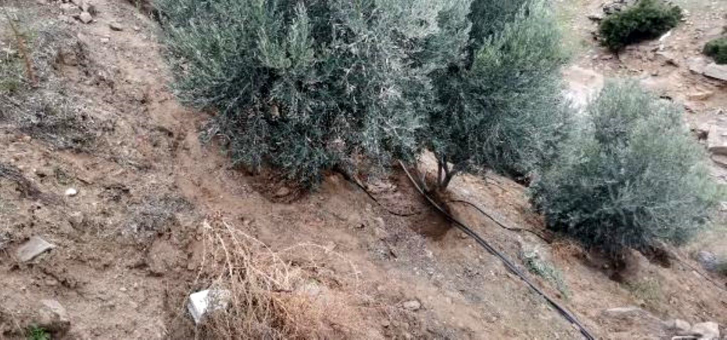 Yaşlı adam zeytin bahçesinde ölü bulundu