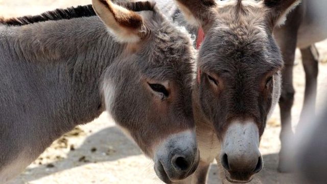 Yetkililer 1 ay süre tanıdı! Kenya et ve derileri için eşek kesmeyi yasaklıyor