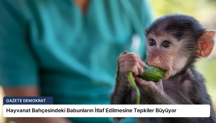 Hayvanat Bahçesindeki Babunların İtlaf Edilmesine Tepkiler Büyüyor