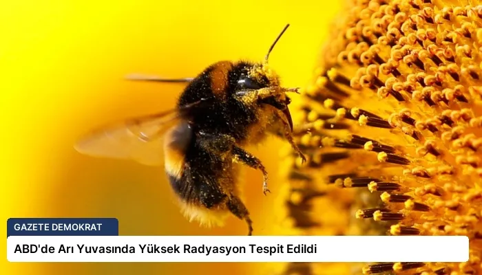 ABD’de Arı Yuvasında Yüksek Radyasyon Tespit Edildi