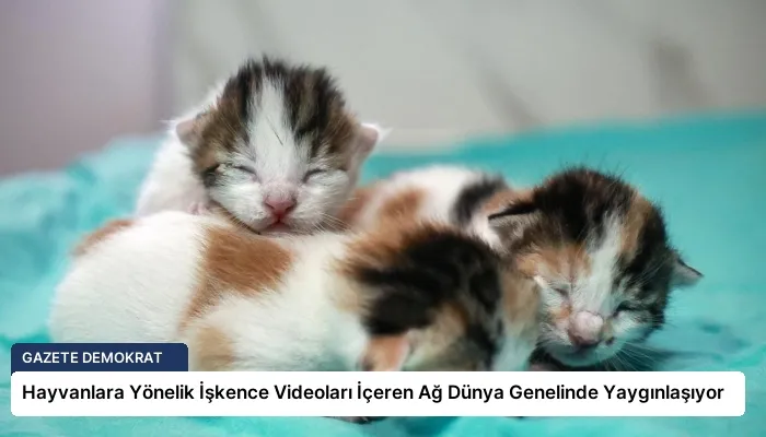 Hayvanlara Yönelik İşkence Videoları İçeren Ağ Dünya Genelinde Yaygınlaşıyor