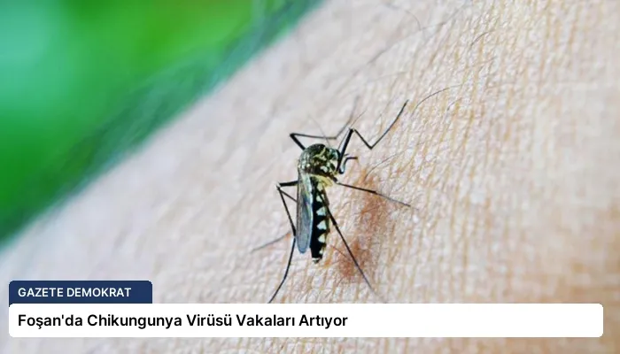 Foşan’da Chikungunya Virüsü Vakaları Artıyor