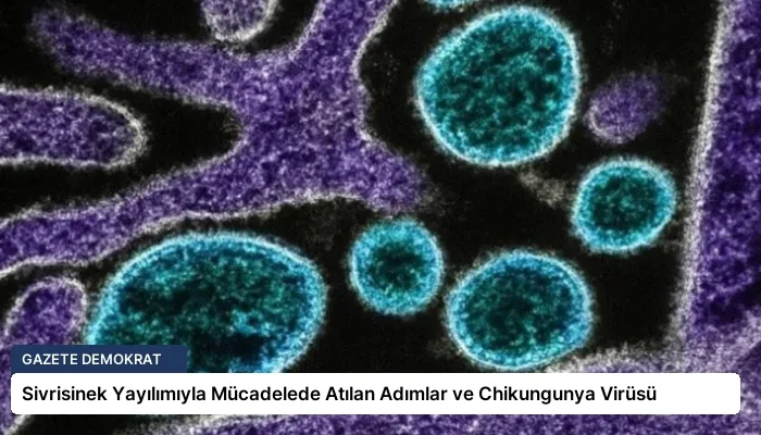 Sivrisinek Yayılımıyla Mücadelede Atılan Adımlar ve Chikungunya Virüsü