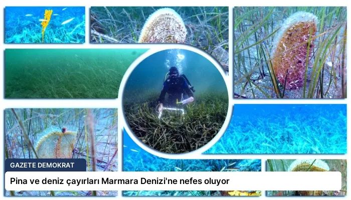 Pina ve deniz çayırları Marmara Denizi’ne nefes oluyor