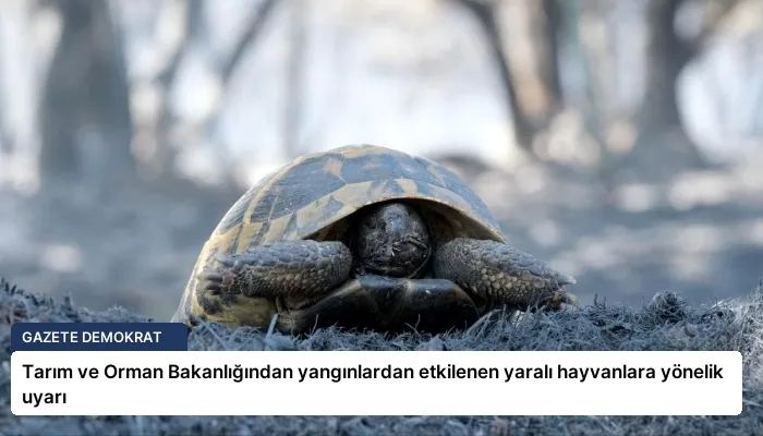 Tarım ve Orman Bakanlığından yangınlardan etkilenen yaralı hayvanlara yönelik uyarı