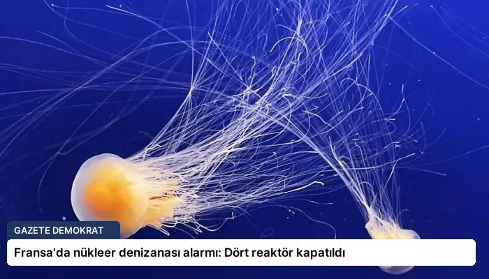 Fransa’da nükleer denizanası alarmı: Dört reaktör kapatıldı