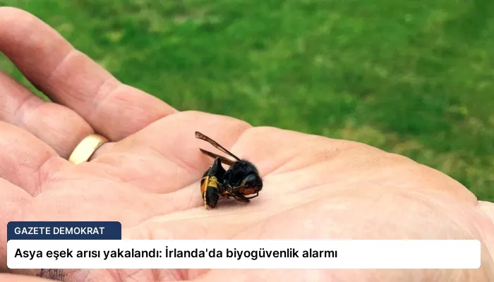 Asya eşek arısı yakalandı: İrlanda’da biyogüvenlik alarmı