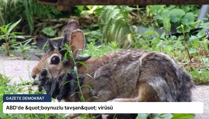 ABD’de "boynuzlu tavşan" virüsü