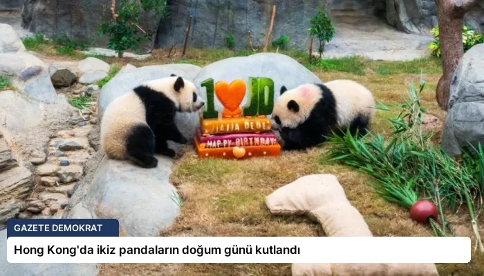 Hong Kong’da ikiz pandaların doğum günü kutlandı