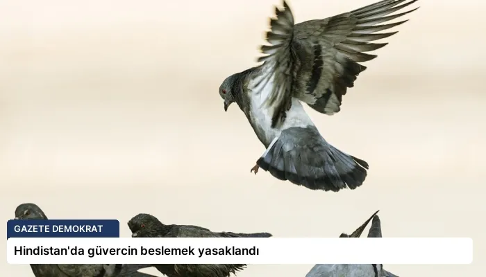 Hindistan’da güvercin beslemek yasaklandı