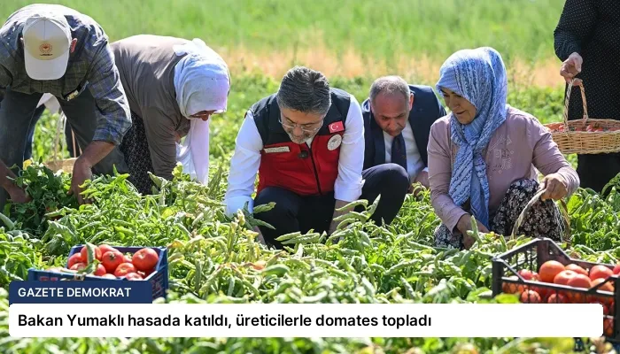 Bakan Yumaklı hasada katıldı, üreticilerle domates topladı