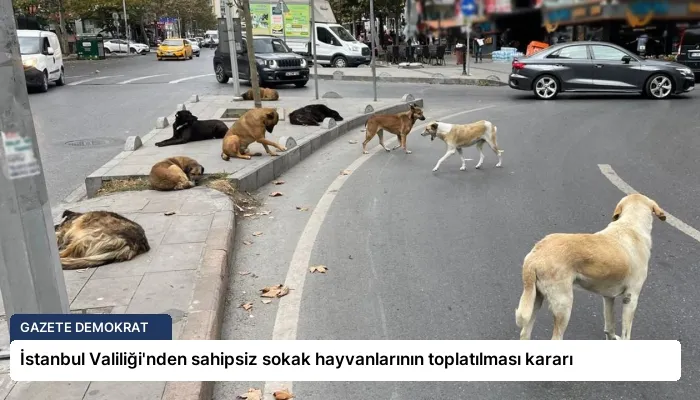 İstanbul Valiliği’nden sahipsiz sokak hayvanlarının toplatılması kararı