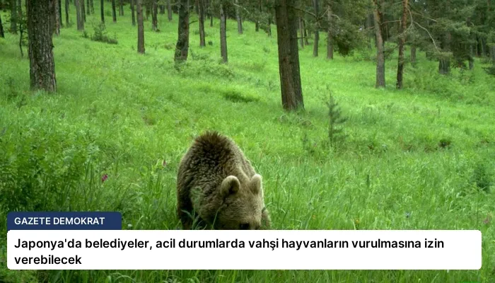Japonya’da belediyeler, acil durumlarda vahşi hayvanların vurulmasına izin verebilecek