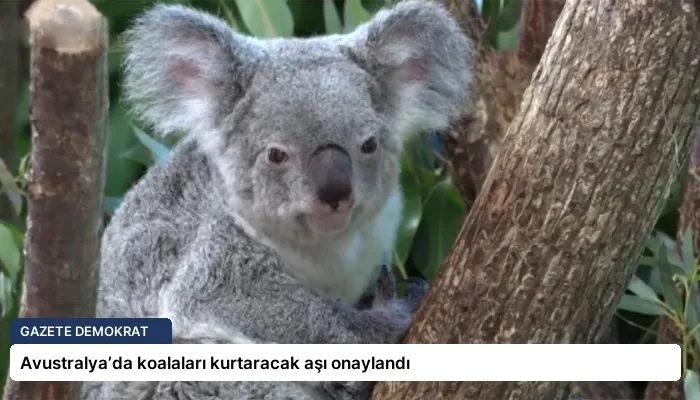 Avustralya’da koalaları kurtaracak aşı onaylandı