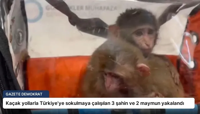 Kaçak yollarla Türkiye’ye sokulmaya çalışılan 3 şahin ve 2 maymun yakalandı