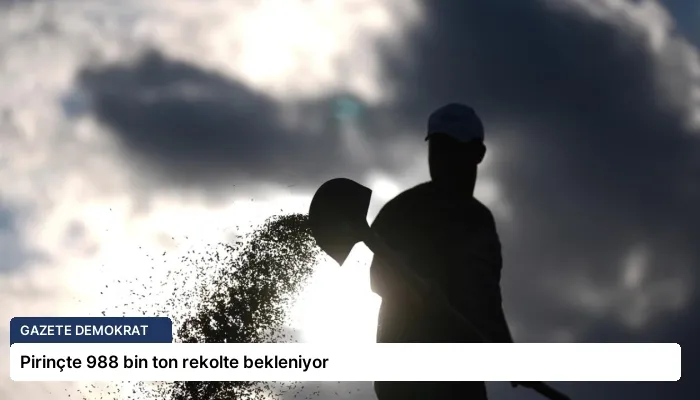 Pirinçte 988 bin ton rekolte bekleniyor