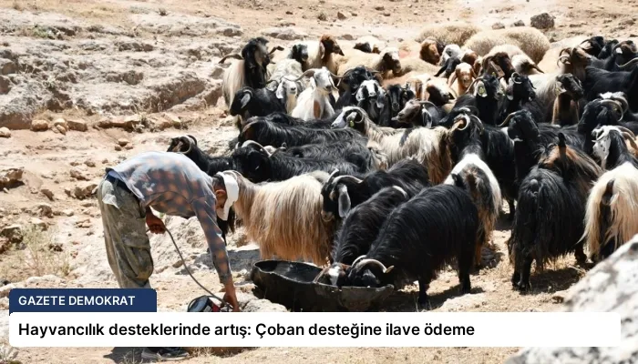 Hayvancılık desteklerinde artış: Çoban desteğine ilave ödeme