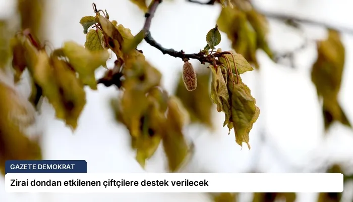 Zirai dondan etkilenen çiftçilere destek verilecek