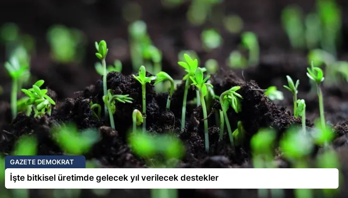 İşte bitkisel üretimde gelecek yıl verilecek destekler