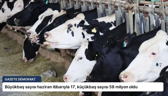 Büyükbaş sayısı haziran itibarıyla 17, küçükbaş sayısı 58 milyon oldu