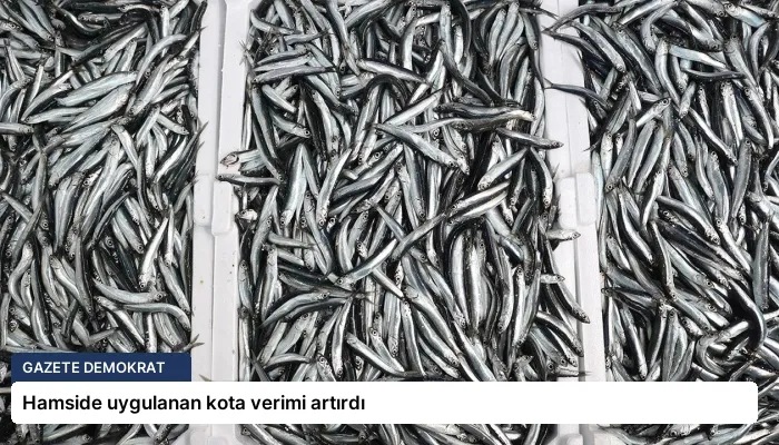 Hamside uygulanan kota verimi artırdı