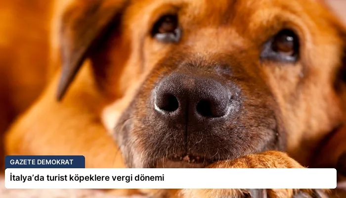 İtalya’da turist köpeklere vergi dönemi