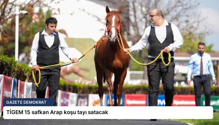 TİGEM 15 safkan Arap koşu tayı satacak