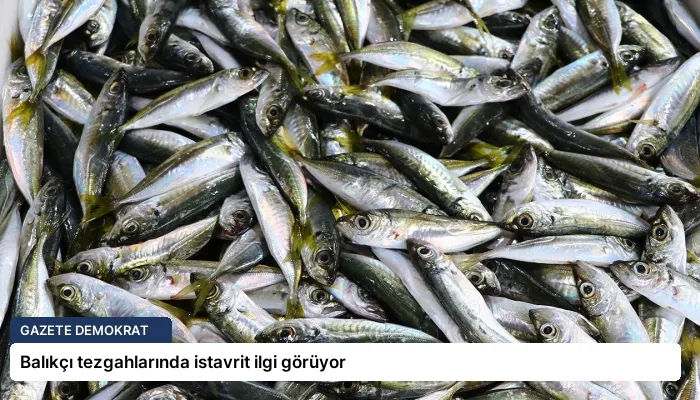Balıkçı tezgahlarında istavrit ilgi görüyor