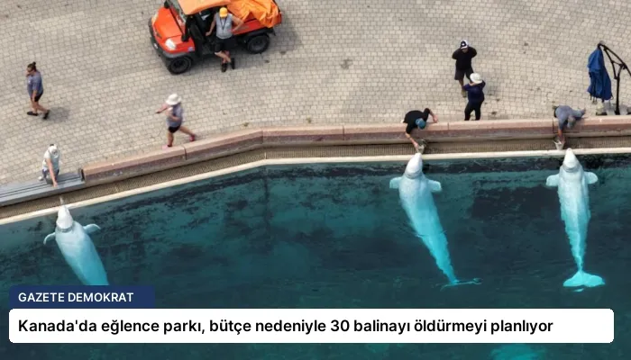 Kanada’da eğlence parkı, bütçe nedeniyle 30 balinayı öldürmeyi planlıyor