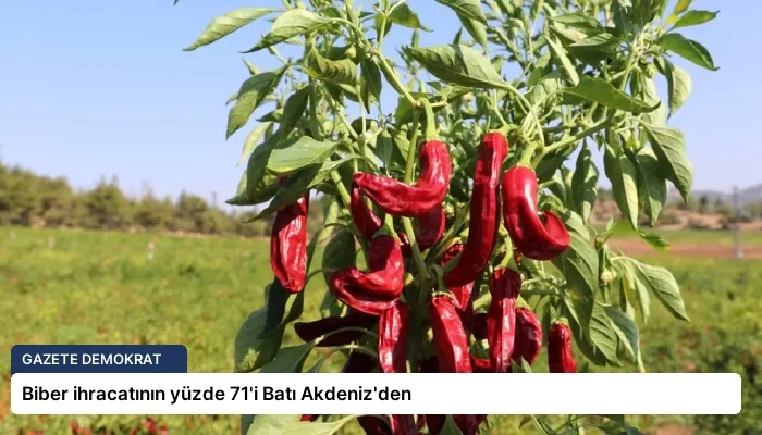 Biber ihracatının yüzde 71’i Batı Akdeniz’den