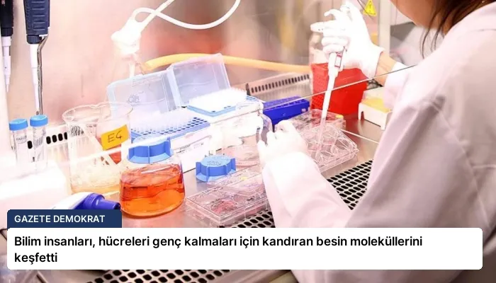 Bilim insanları, hücreleri genç kalmaları için kandıran besin moleküllerini keşfetti