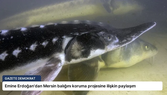 Emine Erdoğan’dan Mersin balığını koruma projesine ilişkin paylaşım